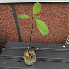 【値下げ】アボカド①　水耕栽培　1苗　※まとめ買いしていただけま...