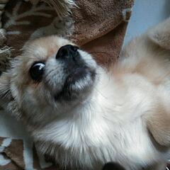 ダックスとペキニーズのミックスの女のコです。先住犬とどうしても上手く行かず里親募集に至りました。の画像