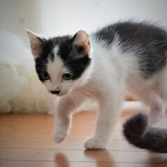私の小さな猫の世話をしたい人を探しています