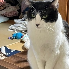保護猫 7歳の女の子