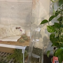 モルモット飼ってる方！一緒に遊びませんか？