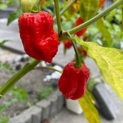 激辛唐辛子🌶ブートジョロキア