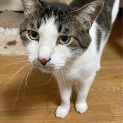 保護猫 推定7歳の男の子