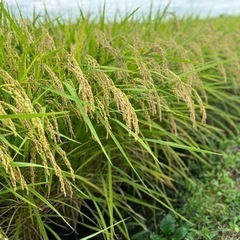 🌾コシヒカリ玄米30㎏　40袋完売しました！ありがとうございました！🌾