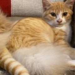 野良子猫