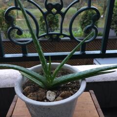 アロエ