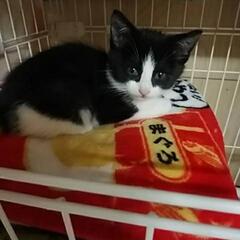 子猫たちの里親さんを募集しています❀