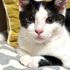 抱っこ大好き甘えん坊のハチワレ