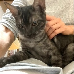 グレーのスモーク甘えん坊 − 愛知県