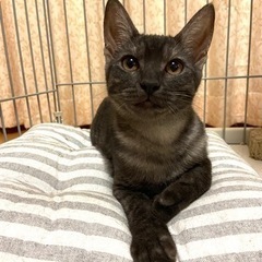 グレーのスモーク甘えん坊 - 猫