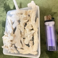 石垣島サンゴ礁