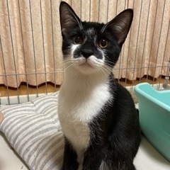 健康優良児のハチワレ