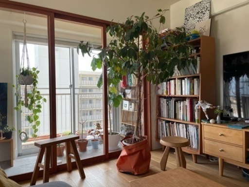 フランスゴムの木　シンボルツリー