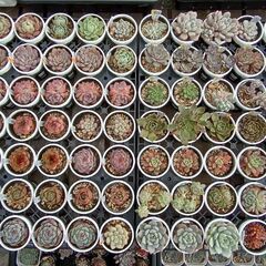 多肉植物販売します