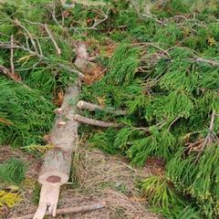 無料。割木 薪ストーブ用 差し上げます。11/5伐採。の画像