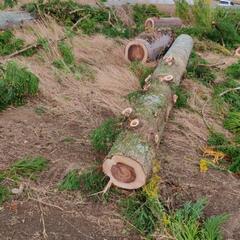 無料。割木 薪ストーブ用 差し上げます。11/5伐採。の画像