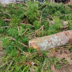 無料。割木 薪ストーブ用 差し上げます。11/5伐採。の画像