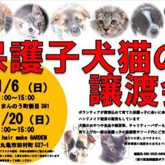 11/6💠譲渡会を開催します💠