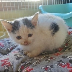 保護猫 おちゃめなウーくん