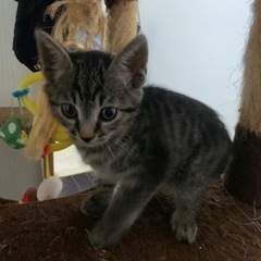 譲渡完了しました。生後約1ヶ月半  子猫兄弟