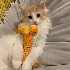 ノルウェージャン(血統書付き)4ヶ月。知人が飼えなくなった子猫を...