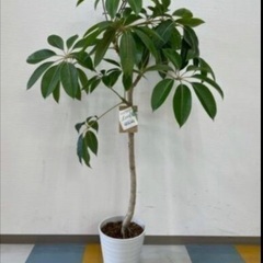 観葉植物　ツピタンサス