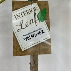 観葉植物　ツピタンサスの画像