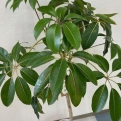 観葉植物　ツピタンサスの画像