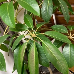 観葉植物　ツピタンサスの画像