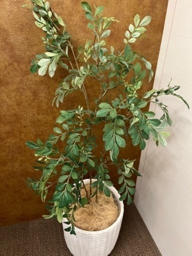 フェイクの観葉植物
