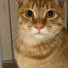 急募！！茶トラ 猫