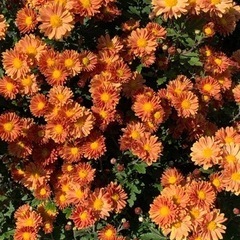 ★オレンジ〜イエロー系　菊の苗　鮮やかな花色です　大きめ★