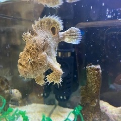 海水魚　カエルアンコウ