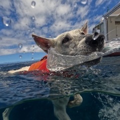 プライベートレッスン【水泳】の画像