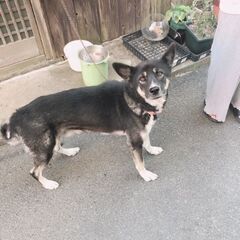 飼い主飼育放棄 緊急募集