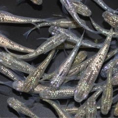色々MIXメダカ　20匹　800円の画像