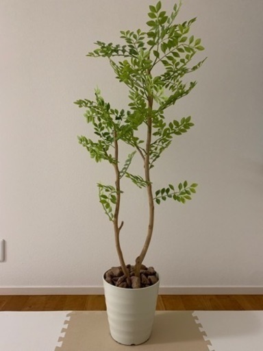 観葉植物　ゴールデンリーフ