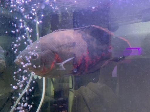 サンタクルースオスカー30ｃｍ前後