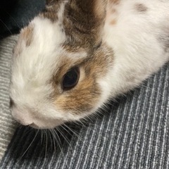 ミニウサギ　♂ 1歳