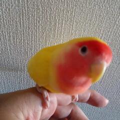 コザクラインコ　0才　8ヶ月　性別不明