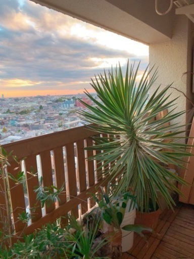 ユッカ　超大型 150cmオーバー