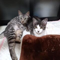 かわいい子たちです。警察保健所確認済です。
