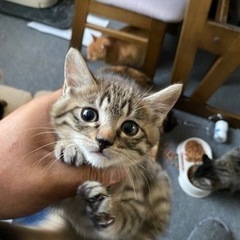 （決まりました）キジトラ2ヶ月の子猫メス