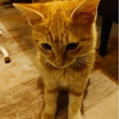 とても人懐っこい子猫。里親募集です！