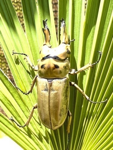 ババオウゴンオニクワガタ♂♀♀【完売御礼】