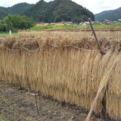 これが最後の20kg　減農薬 令和3年産 きぬむすめ 白米 