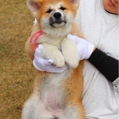 秋田犬