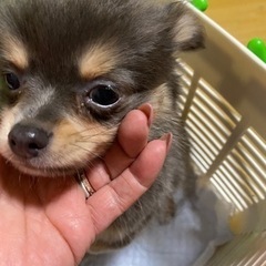 里親さん決まりました。返信出来なかった方申し訳ありません。