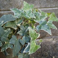 ヘデラ 斑入り 挿し穂