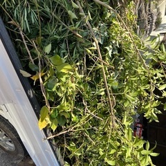 植木の剪定や廃材回収いたします